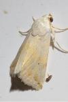 Eublemma pura