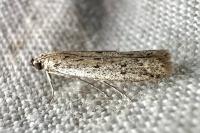 Phycitodes