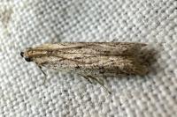 Phycitodes