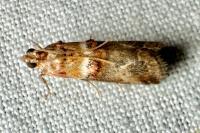 Acrobasis tumidana
