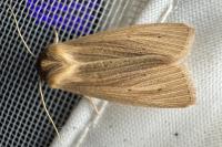 Mythimna pallens