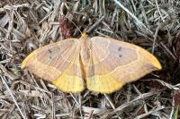 Watsonalla binaria