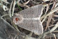 Hoplodrina ambigua