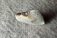 Cilix glaucata