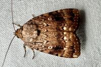 Amphipyra pyramidea/Amphipyra berbera