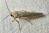 Eilema caniola