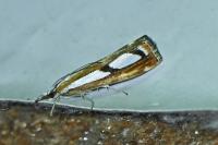 Catoptria permutatellus