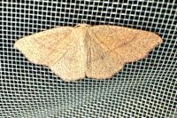 Cyclophora ruficiliaria