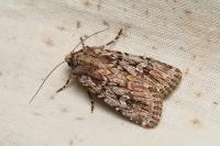 Dichagyris signifera