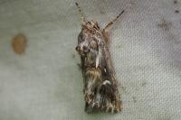 Calophasia lunula