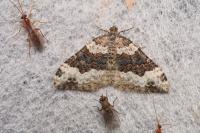 Epirrhoe galiata