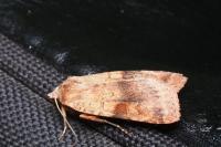 Diarsia mendica