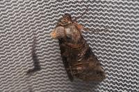 Abrostola asclepiadis