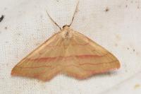 Rhodostrophia vibicaria