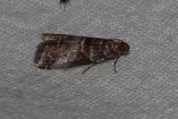 Acrobasis advenella