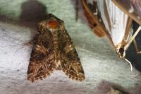 Anarta pugnax