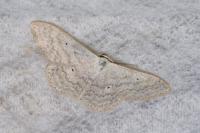 Scopula incanata