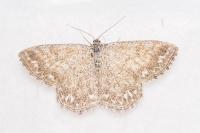 Scopula immorata