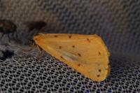 Setina irrorella
