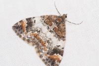 Dysstroma citrata/truncata