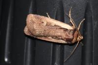 Ochropleura plecta