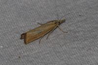 Agriphila straminella
