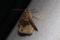 Xanthorhoe ferrugata
