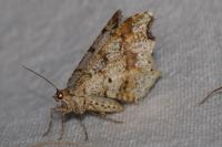 Macaria alternata
