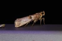 Acrobasis tumidana