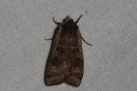 Noctua pronuba