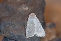 Agrotis cinerea