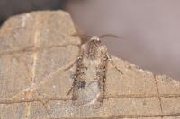 Agrotis clavis clavis