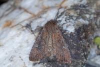 Apamea lateritia