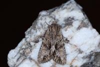 Apamea monoglypha monoglypha