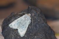 Apamea platinea