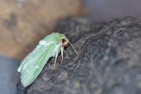 Calamia tridens