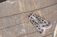 Chersotis anatolica