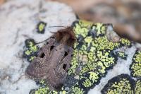 Chersotis andereggii