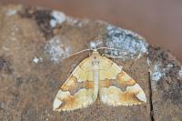 Cidaria fulvata