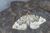 Colostygia olivata
