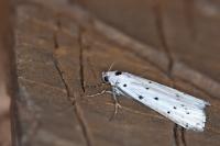 Coscinia cribraria cribraria