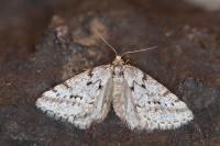 Eumannia oranaria