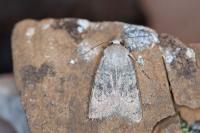 Euxoa decora simulatrix