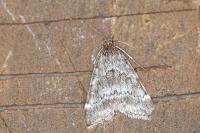 Evergestis sophialis