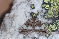 Hydriomena furcata