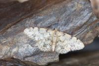 Idaea contiguaria