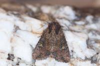 Mesapamea secalella