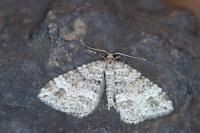 Mesotype didymata