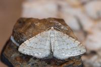 Mesotype verberata