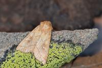 Mythimna conigera